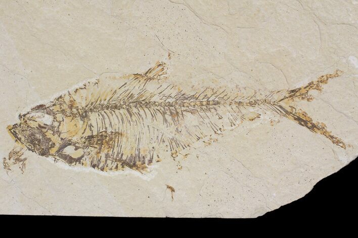 Bargain, Diplomystus Fossil Fish - Wyoming #88526